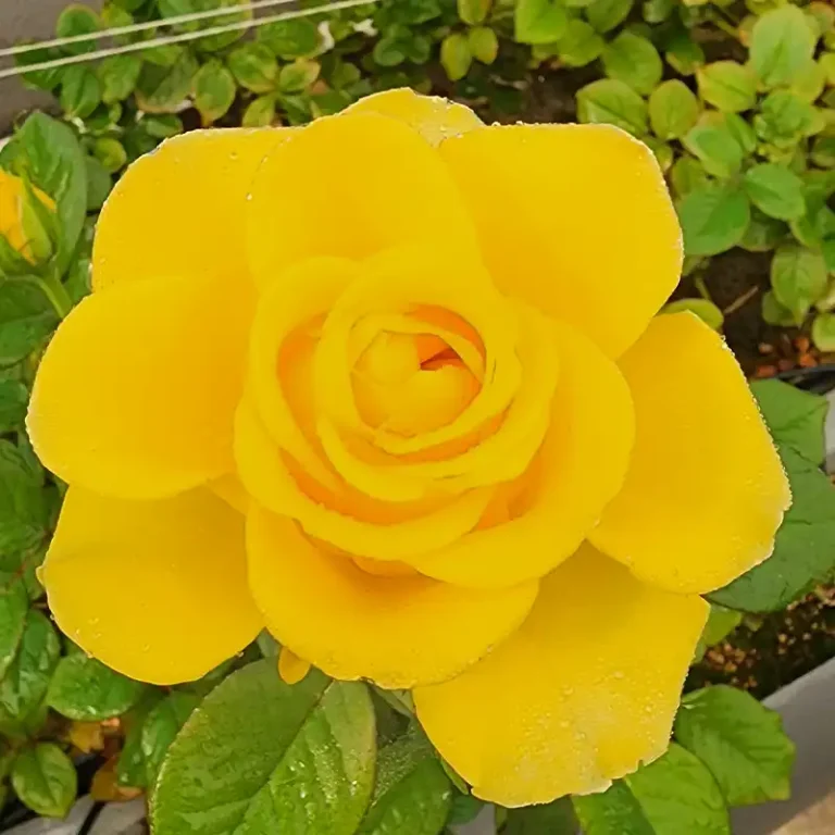 تصاویر پروژه کنترل اقلیم شیروان