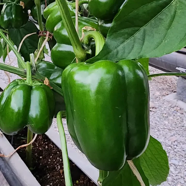 تصاویر پروژه کنترل اقلیم شیروان