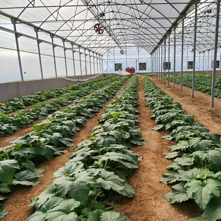 پروژه کنترل اقلیم گلخانه کرج خود گلخانه